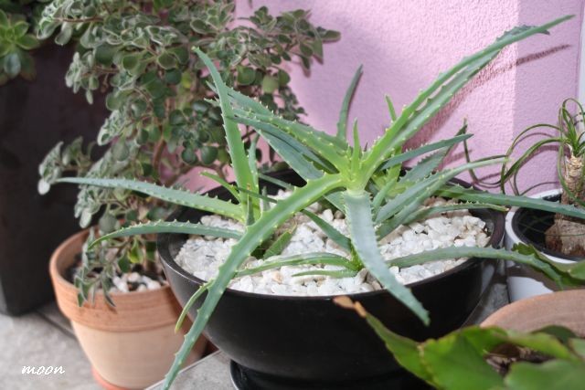 Aloe arborescens